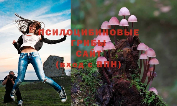 PSILOCYBIN Бородино